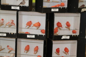 Opbouwen vogelmarkt Heten 13-10-2024